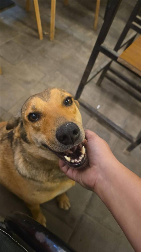 A friendly brown dog looking up while someone holds its chin